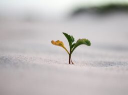 Unlocking Success Mastering Business Growth Like High-Performing Entrepreneurs
