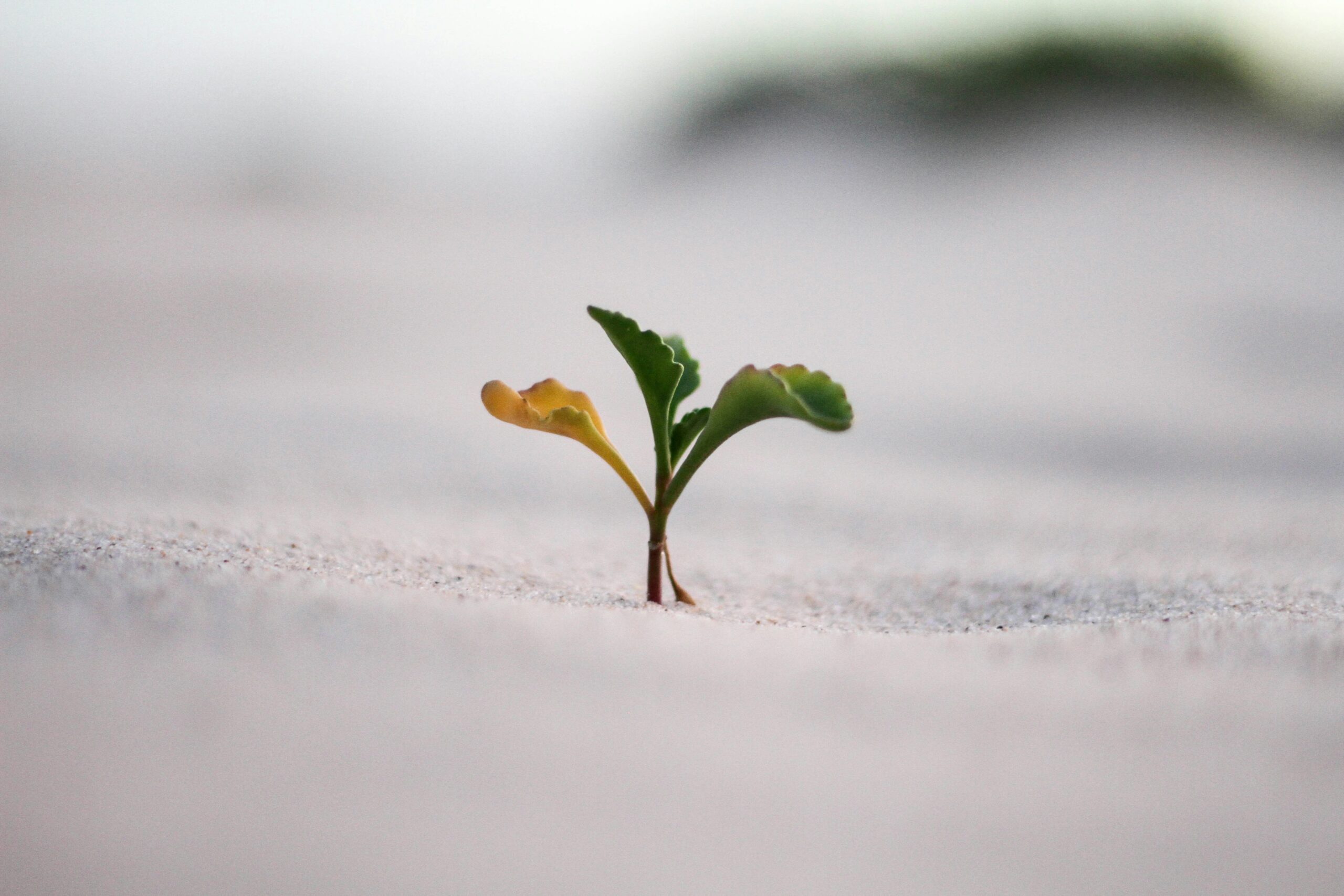 Unlocking Success Mastering Business Growth Like High-Performing Entrepreneurs